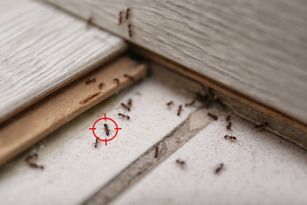 Best Cockroach Control Services  in Marmet, WV