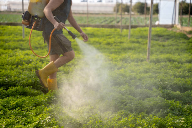Best Wasp Removal Services  in Marmet, WV
