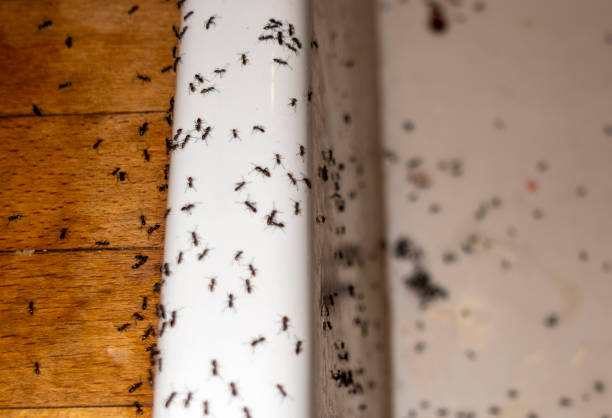 Reliable Marmet, WV Pest Control Solutions