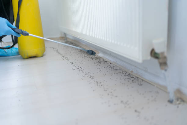 Best Best Pest Control Companies  in Marmet, WV