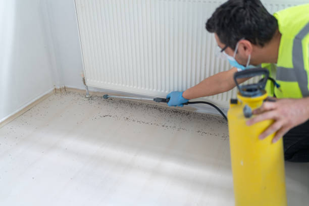 Best Local Pest Control Services  in Marmet, WV